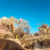 Review photo of Watchman Campground — Zion National Park by Kathy F., December 2, 2019