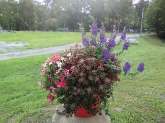 Flower At Entrance