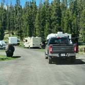 Review photo of Bridge Bay Campground — Yellowstone National Park by David N., December 3, 2019