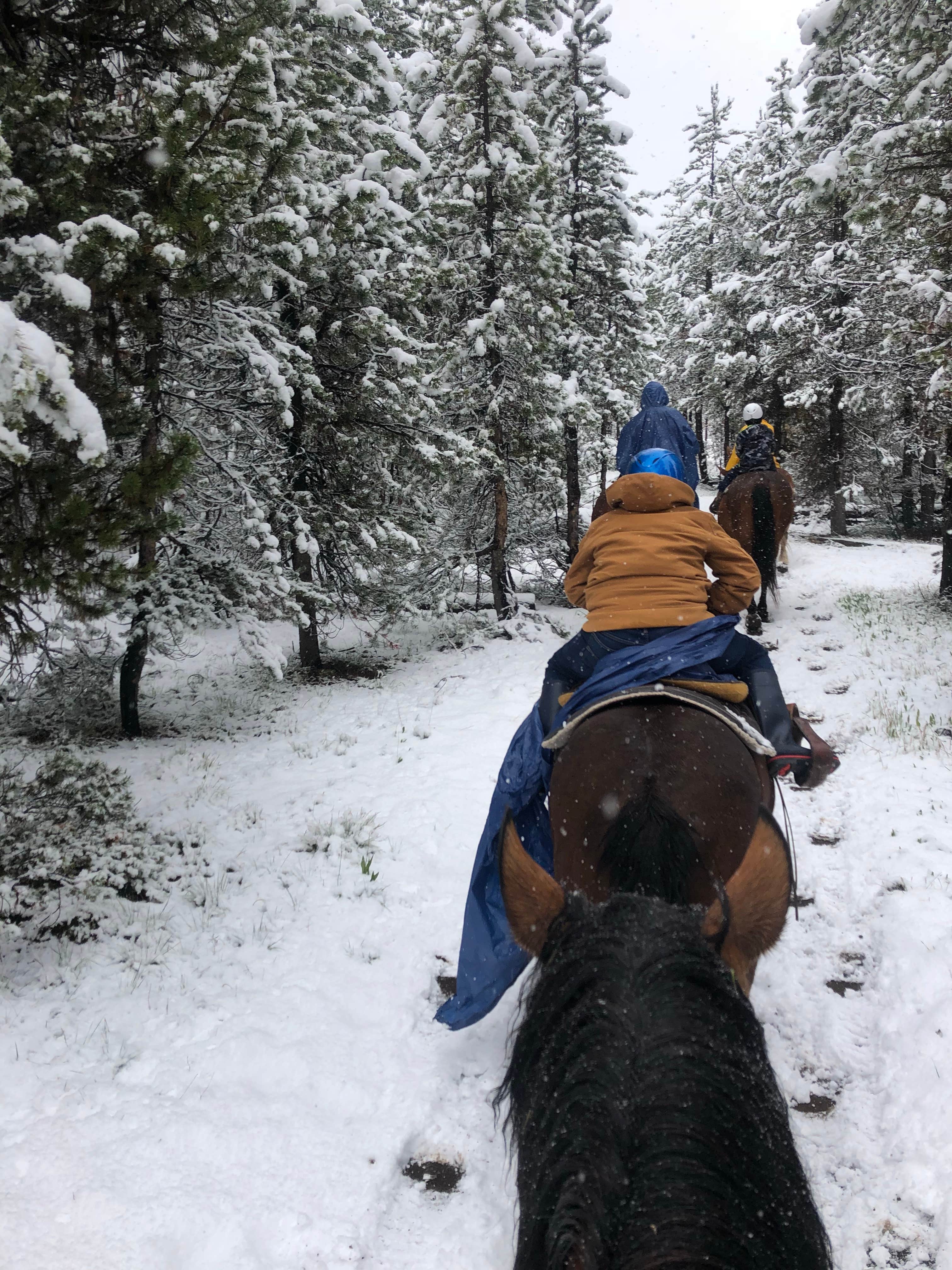 David N.'s photo of camping with a horse at Headwaters Campground at Flagg Ranch — John D. Rockefeller, Jr., Memorial Parkway near Grand Teton National Park