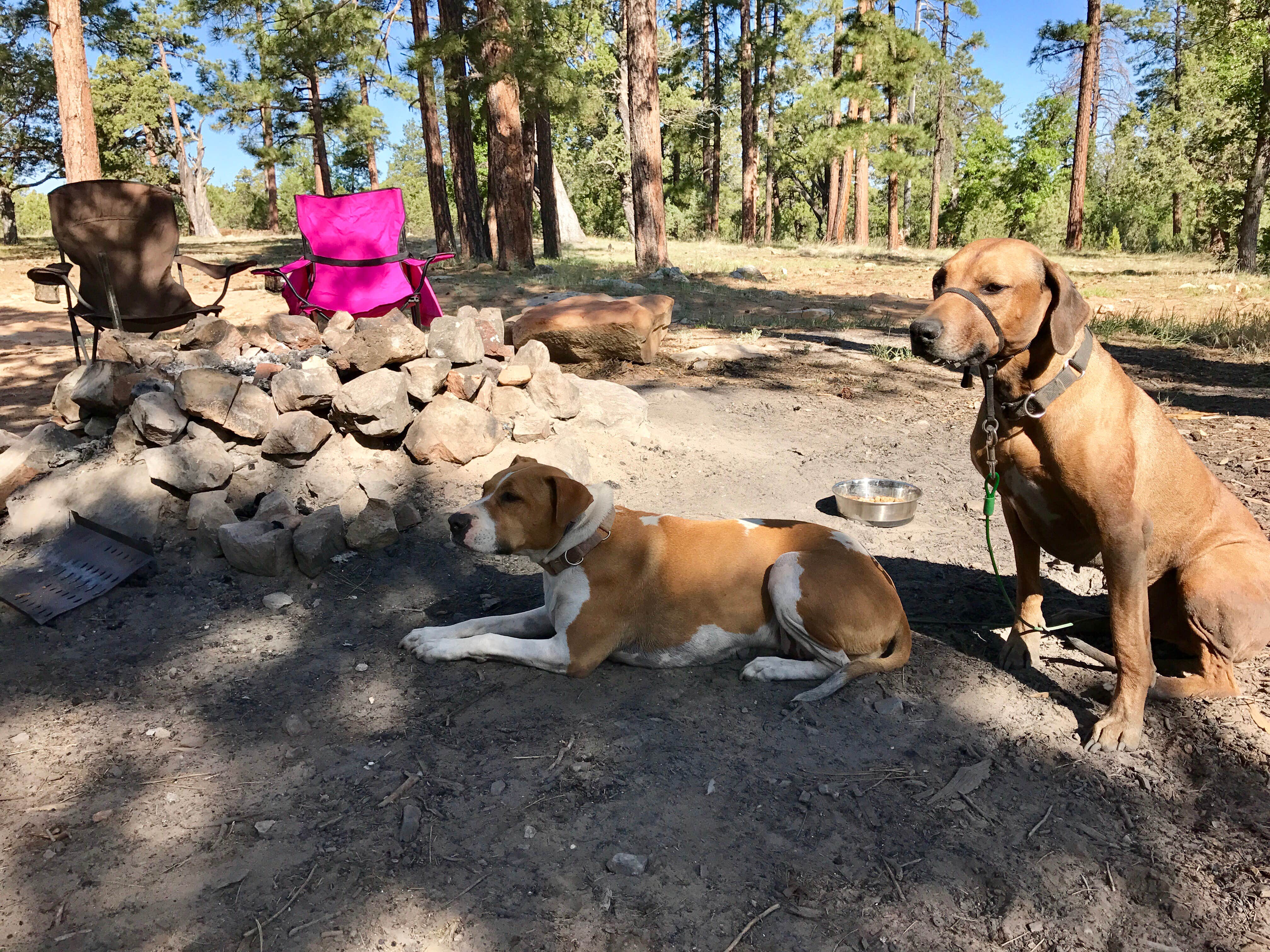 Sara S.'s photo of camping with pets at Chevelon Canyon Lake Campground near Heber-Overgaard, AZ