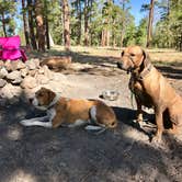 Review photo of Chevelon Canyon Lake Campground by Sara S., August 24, 2017