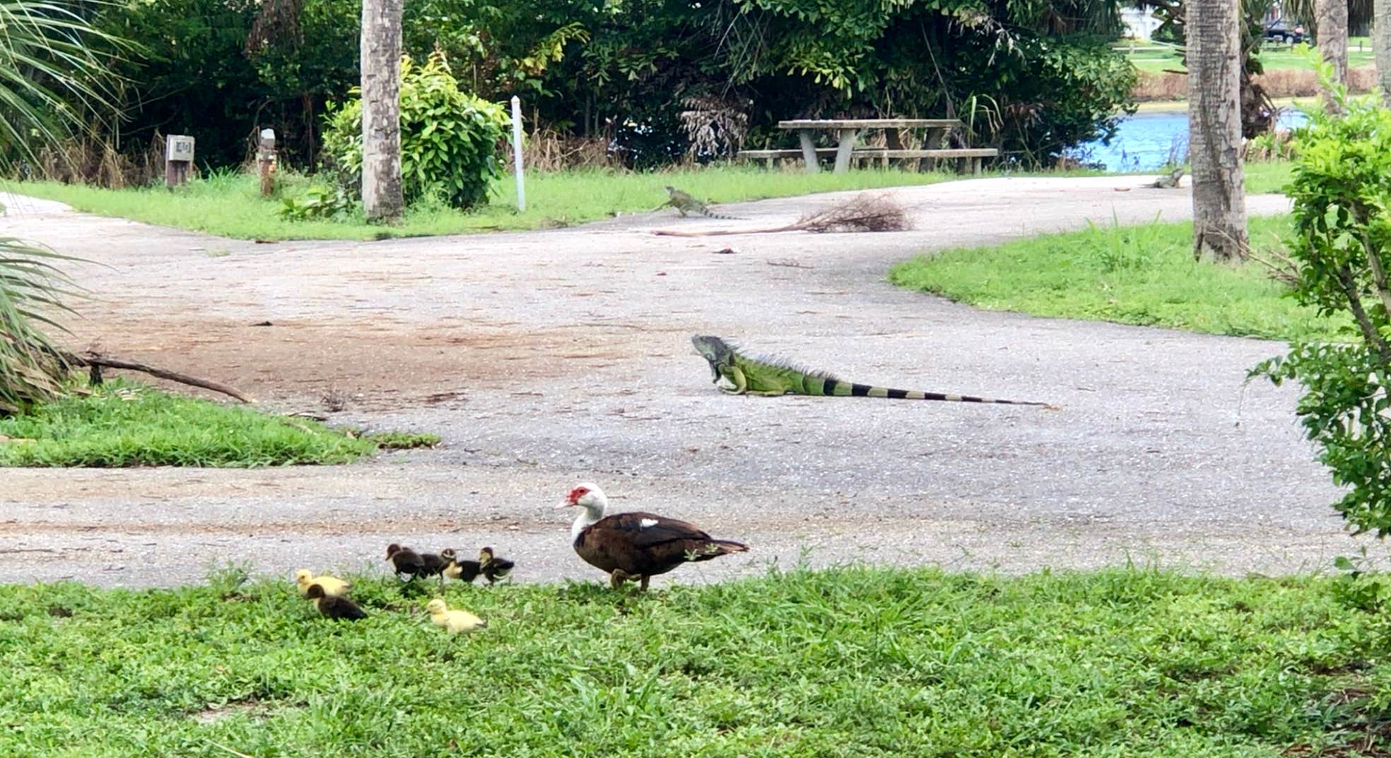 Camper-submitted photo at John Prince Park Campground near Ocean Ridge, FL