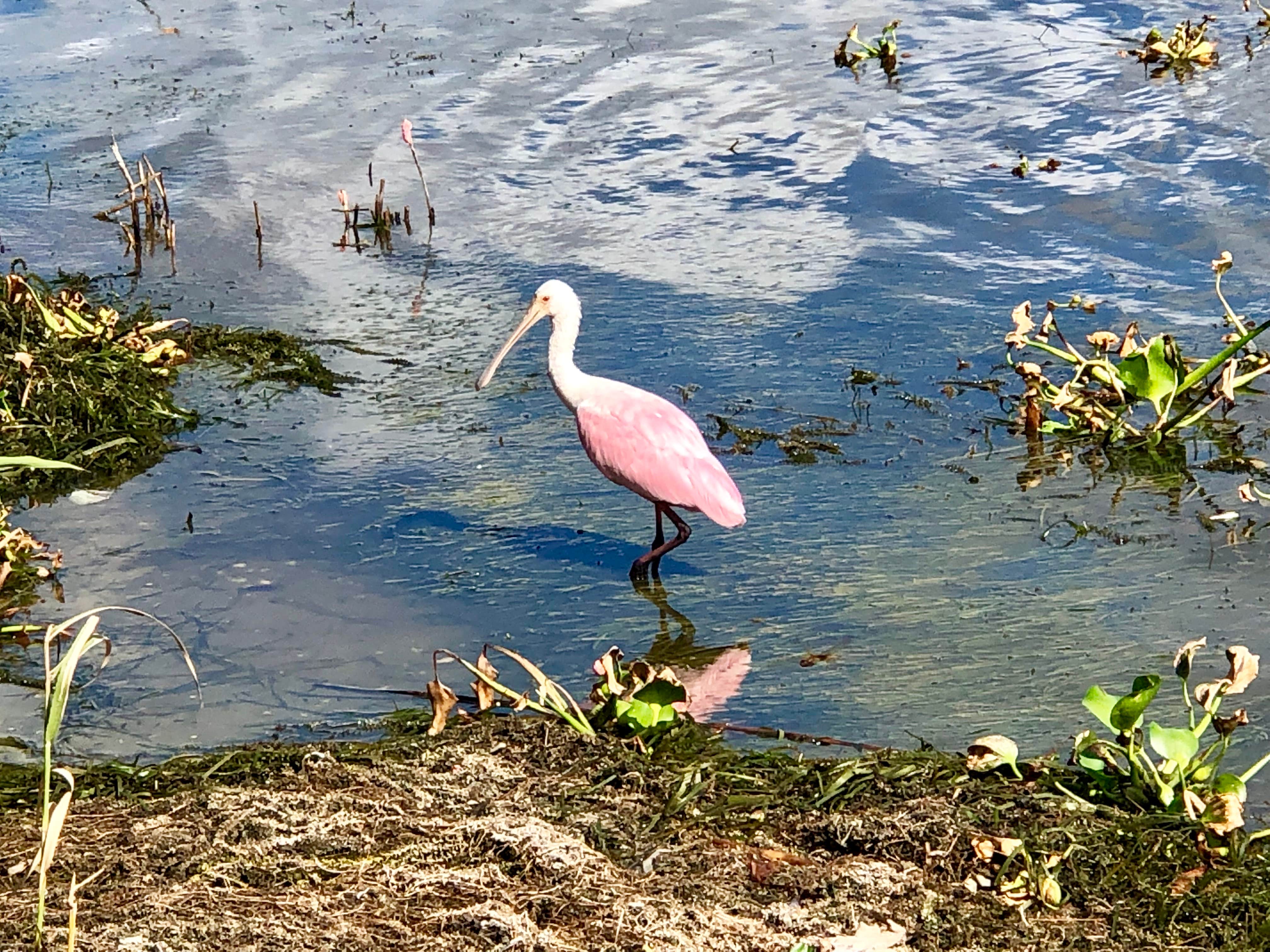 Camper-submitted photo at John Prince Park Campground near Ocean Ridge, FL