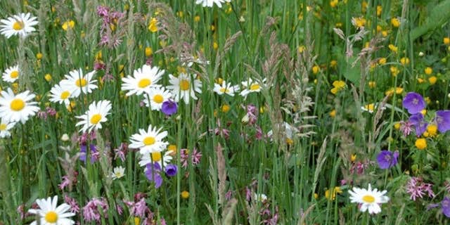 Camper submitted image from Forest Lake Backcountry Campsites — Mount Rainier National Park