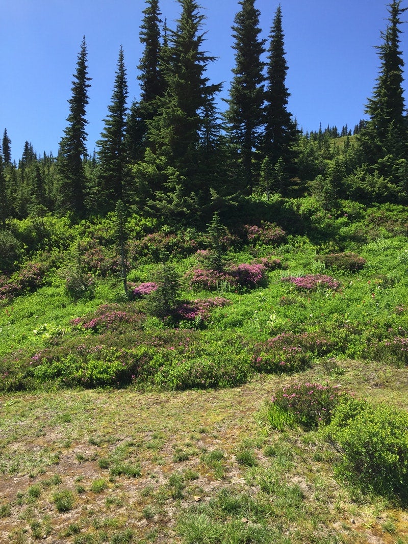 Camper submitted image from Granite Creek Camp — Mount Rainier National Park - 1