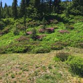 Review photo of Granite Creek Camp — Mount Rainier National Park by Julie P., August 24, 2017