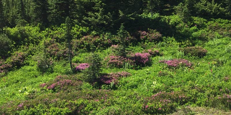Camper submitted image from Granite Creek Camp — Mount Rainier National Park