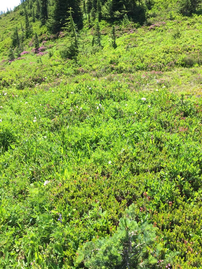 Camper-submitted photo at Granite Creek Camp — Mount Rainier National Park near Lake Tapps, WA