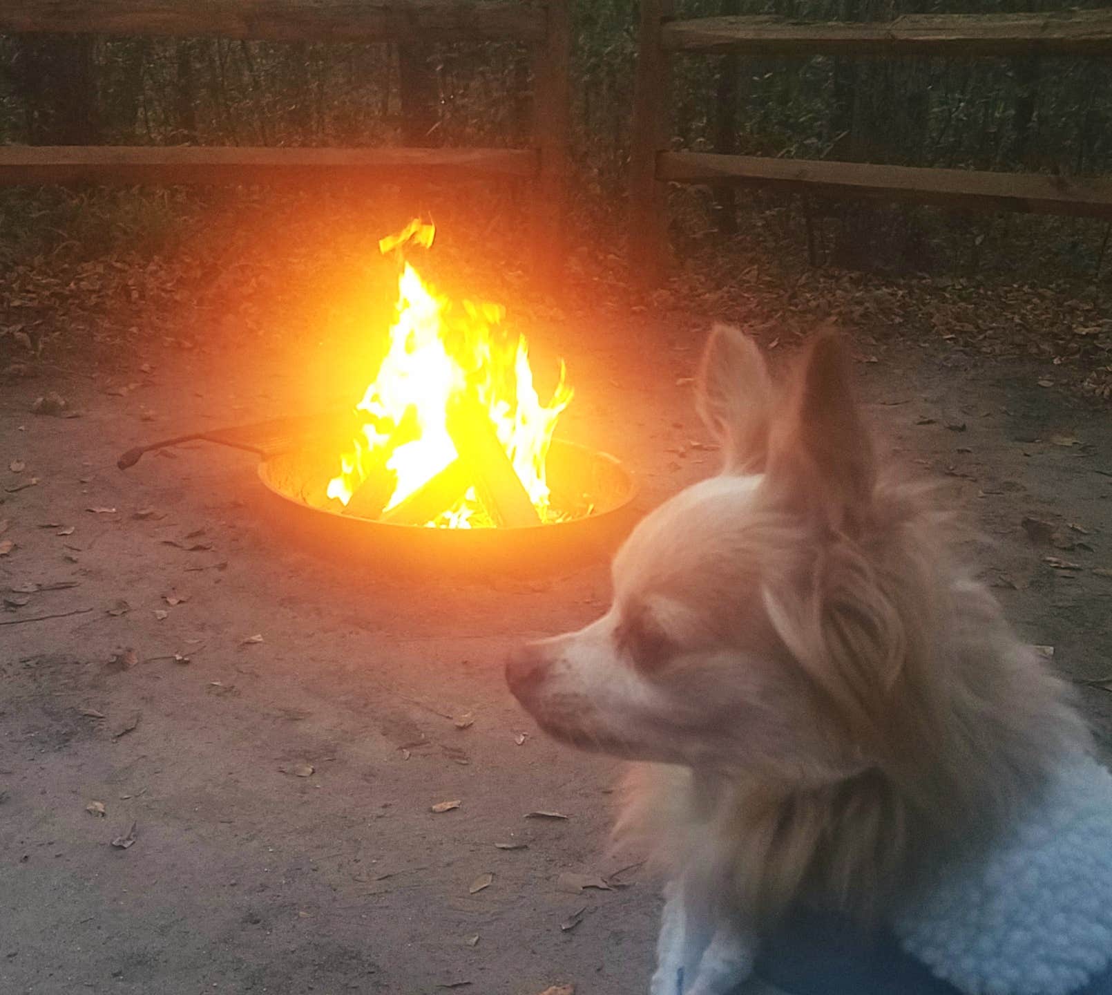 Catherine H.'s photo of camping with pets at Dogwood Campground — O'Leno State Park near Osceola National Forest