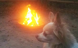 Catherine H.'s photo of camping with pets at Dogwood Campground — O'Leno State Park near Bell, FL