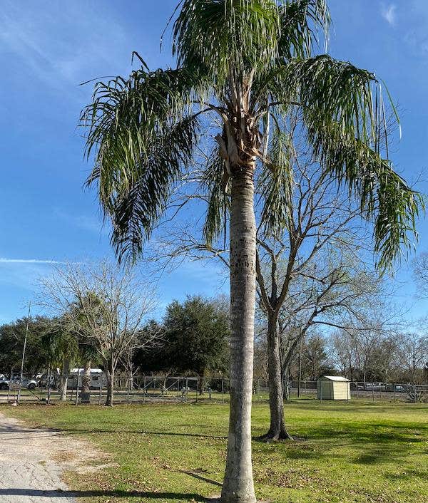 Camper-submitted photo at Travelers Paradise RV Park near Bay City, TX