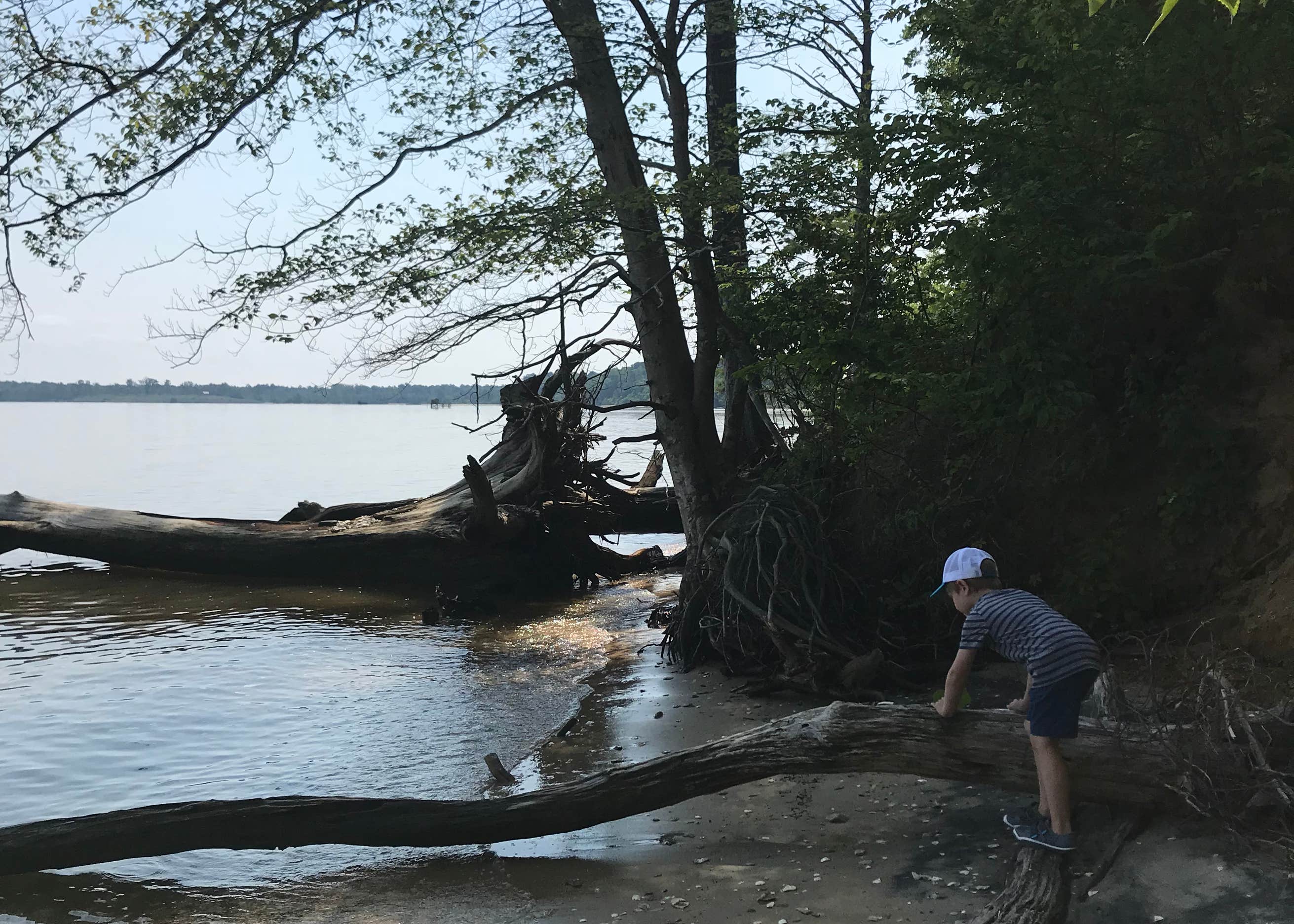 Chippokes State Park Camping The Dyrt