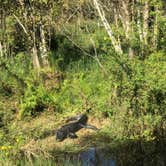 Review photo of Highlands Hammock State Park by Jennifer L., December 10, 2019