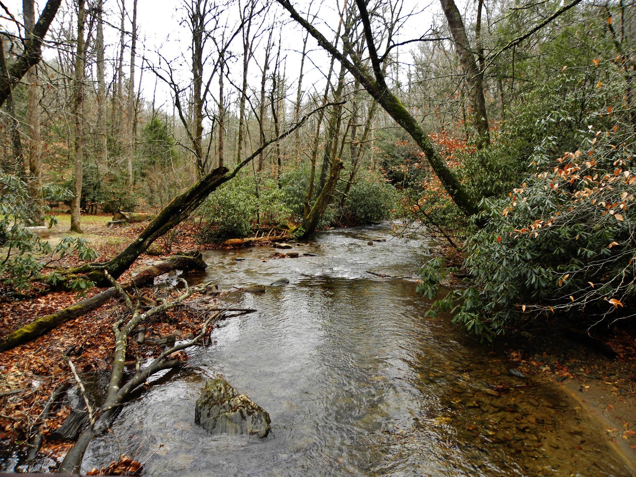 Camper submitted image from Avery Creek Roadside Camping - 5