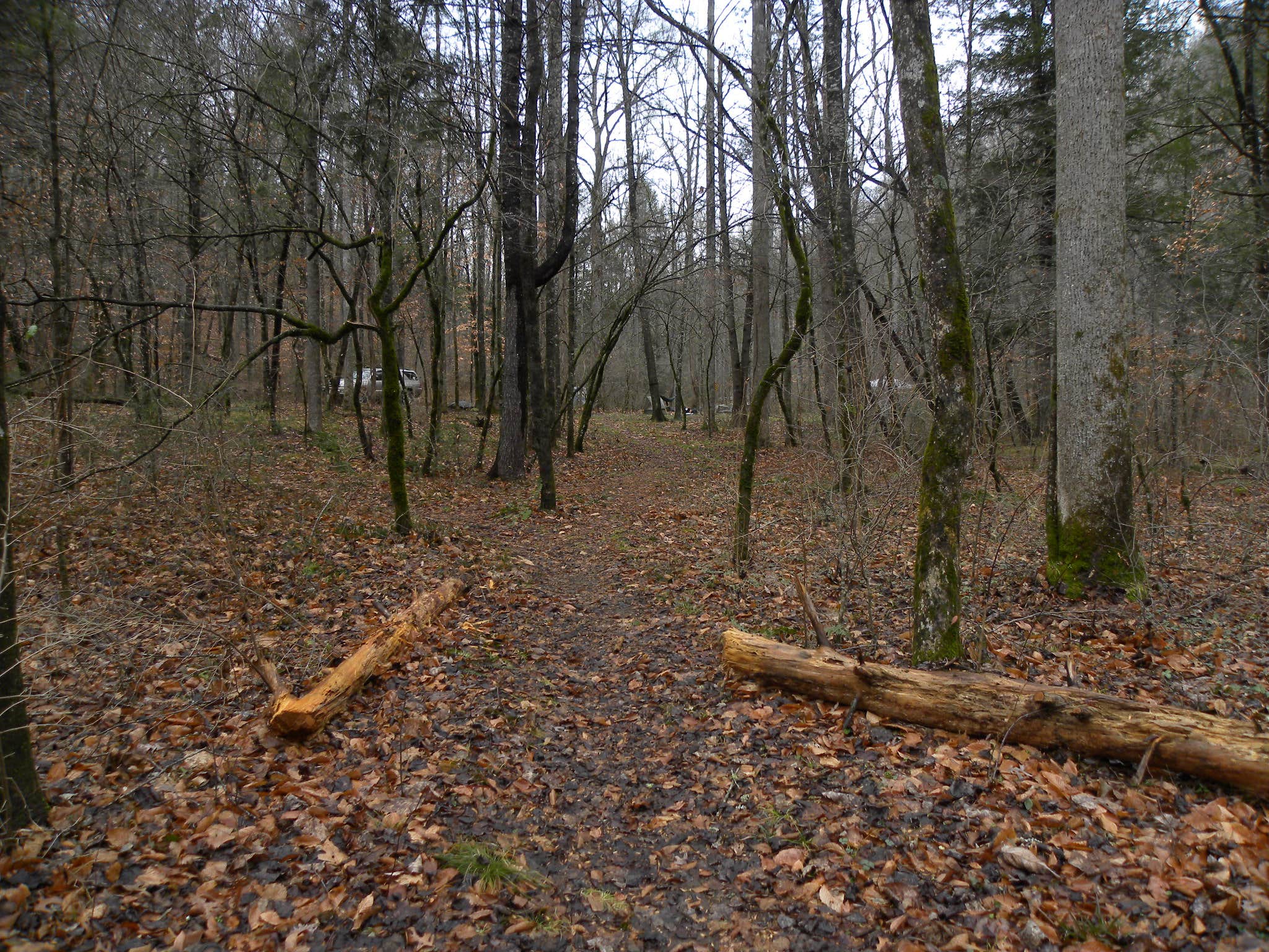 Camper submitted image from Avery Creek Roadside Camping - 2