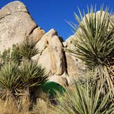 Review photo of Ryan Campground — Joshua Tree National Park by Heather P., December 10, 2019