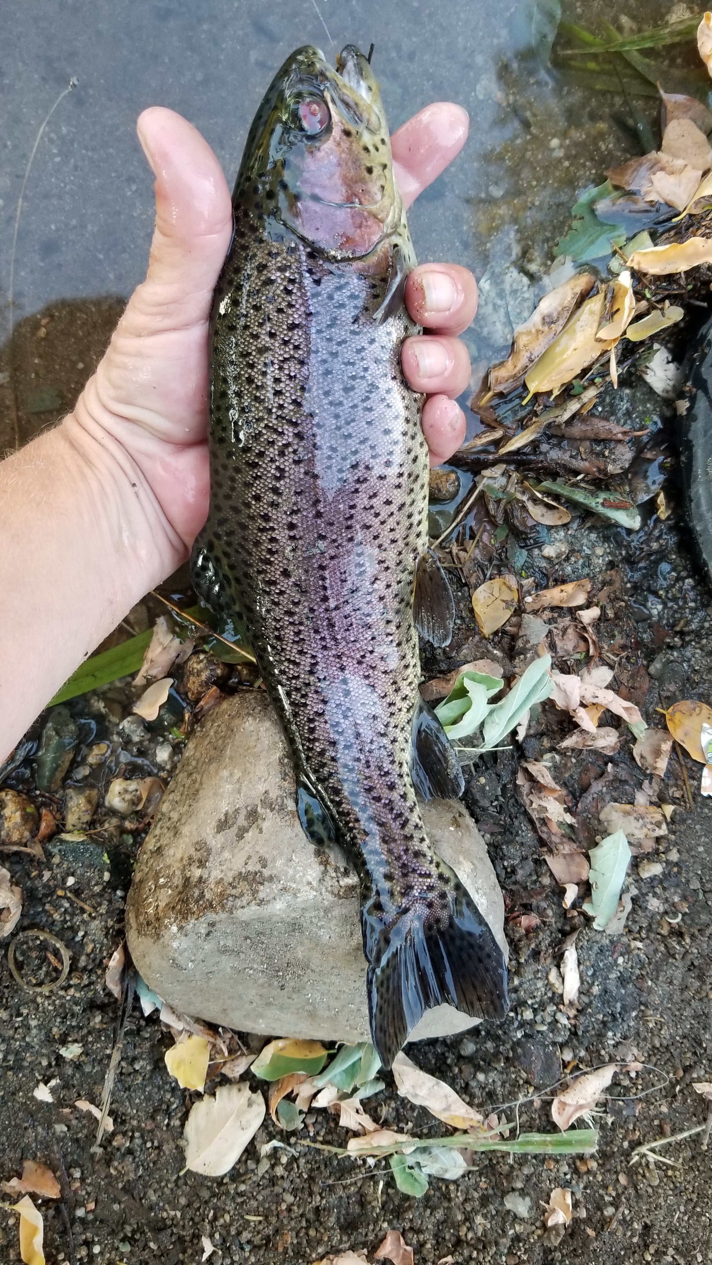 fishing was excellent, not wild trout but stocked