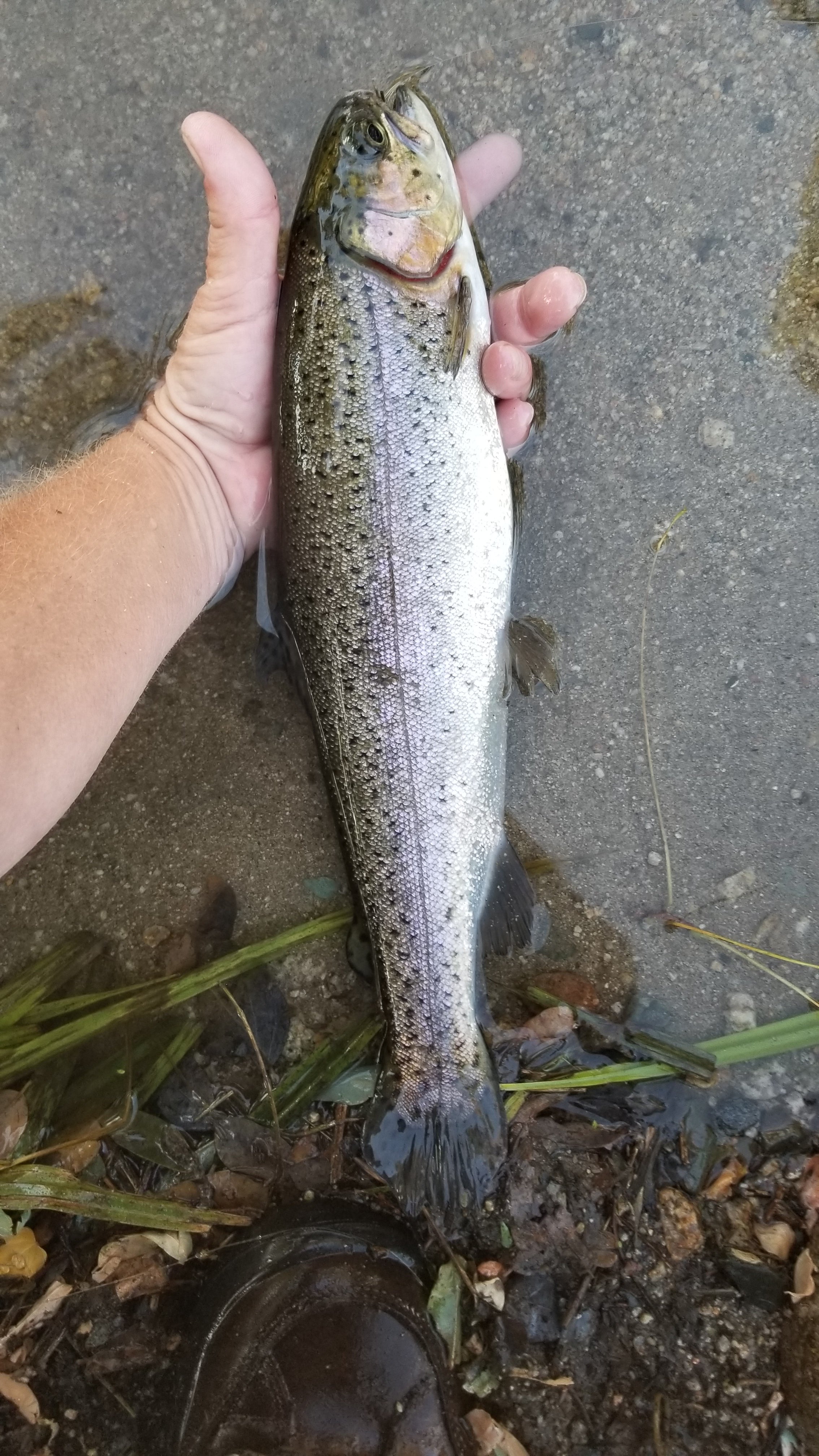 more trout.  I catch and release but I'm sure they would make a great campfire meal