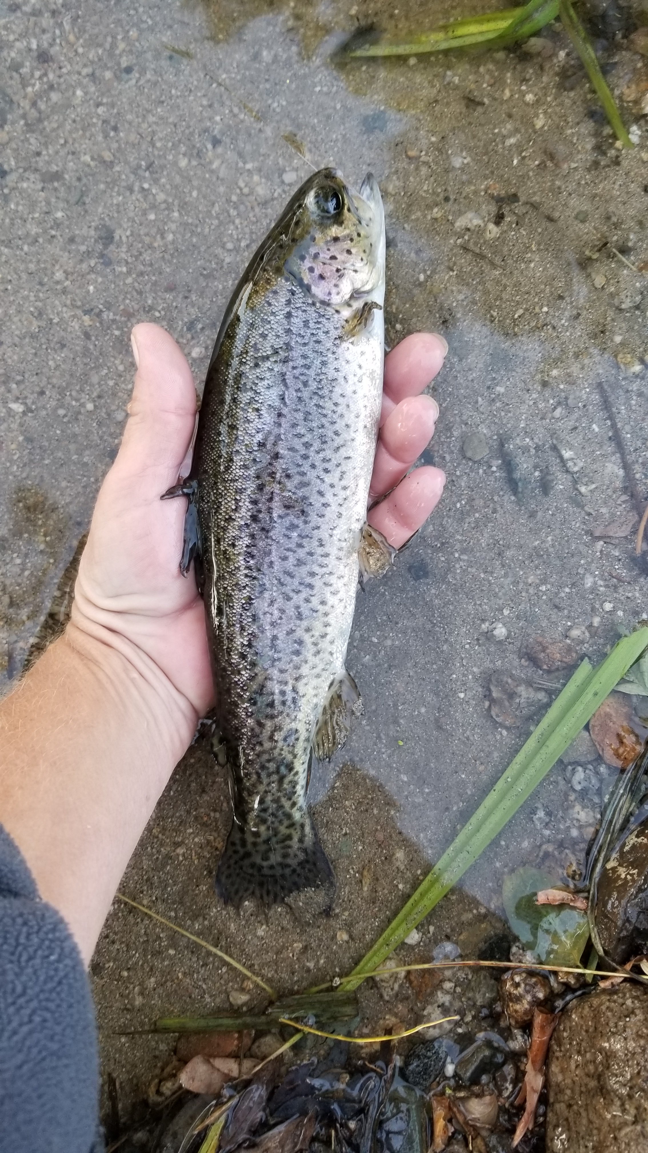 healthy stocked trout