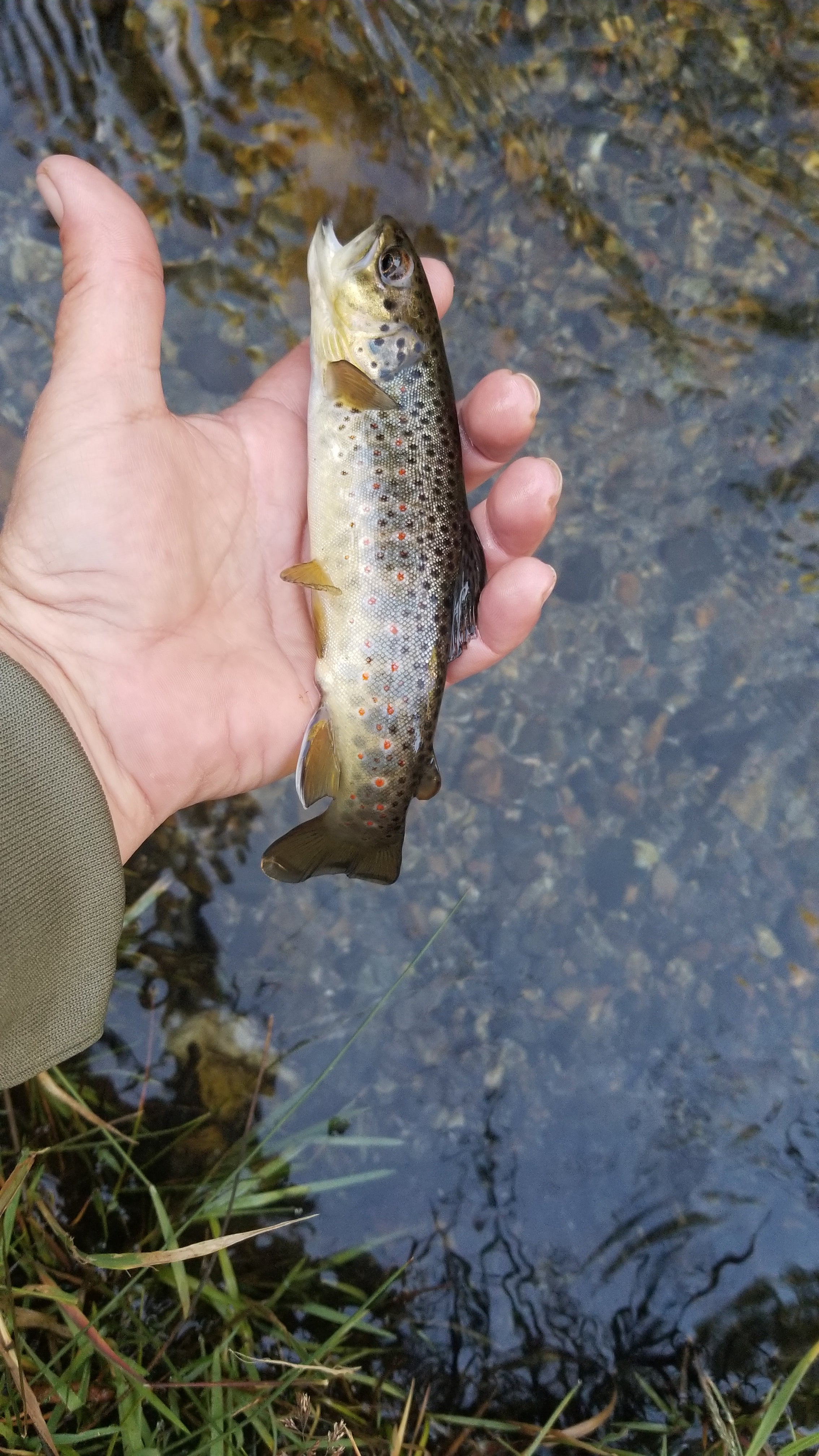wild brown trout on the dry fly