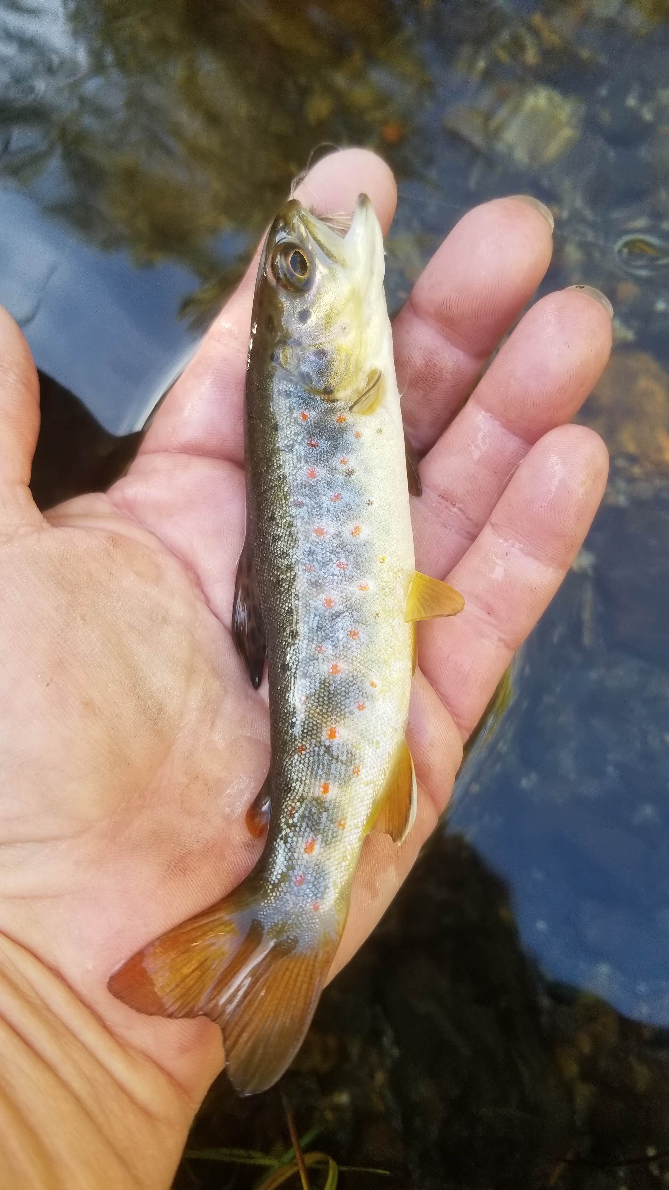 Camper-submitted photo at Lundy Canyon Campground near Bridgeport, CA