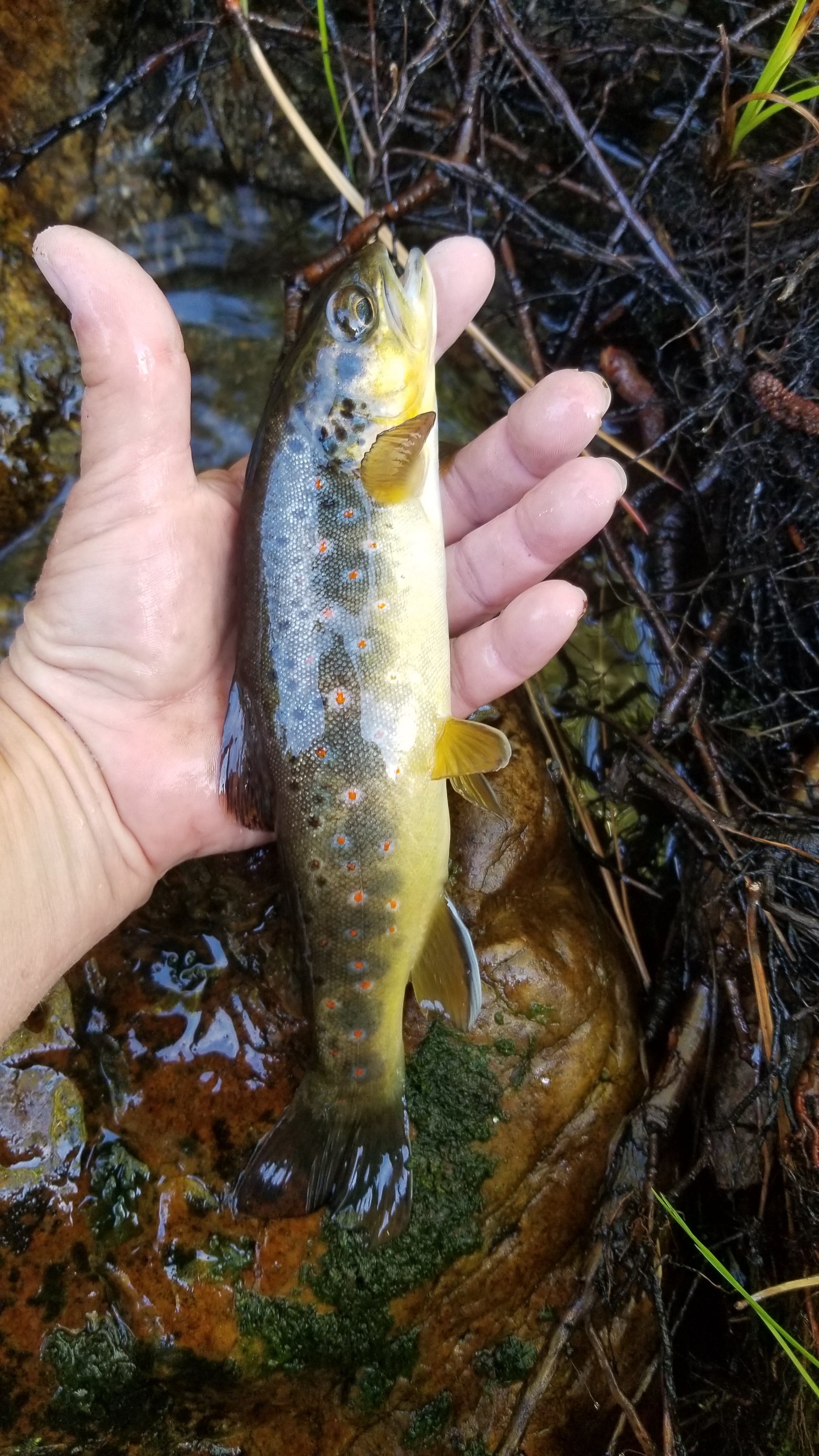beautiful, fiesty, brown trout on the fly
