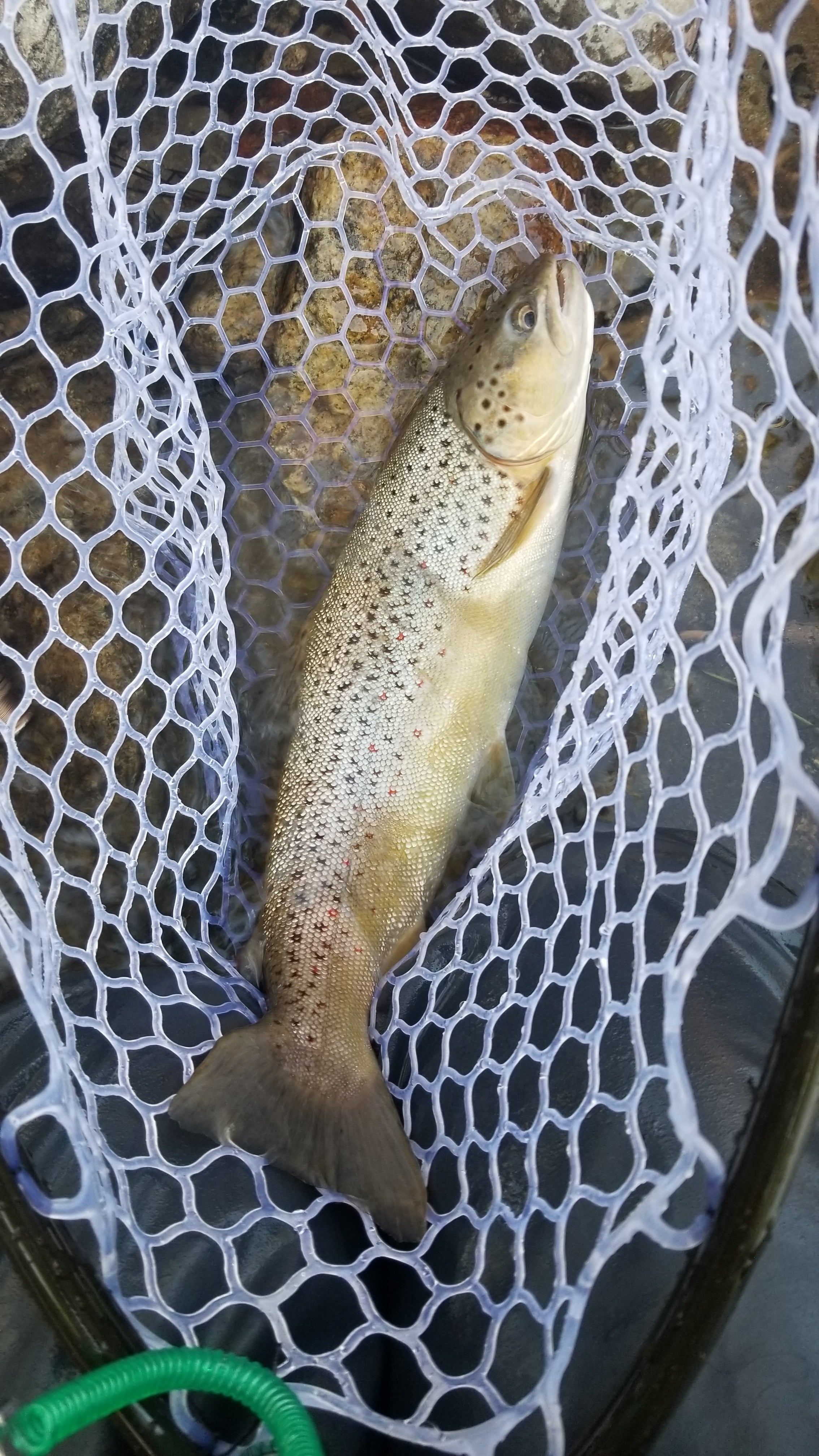 Nice sized brown on the fly