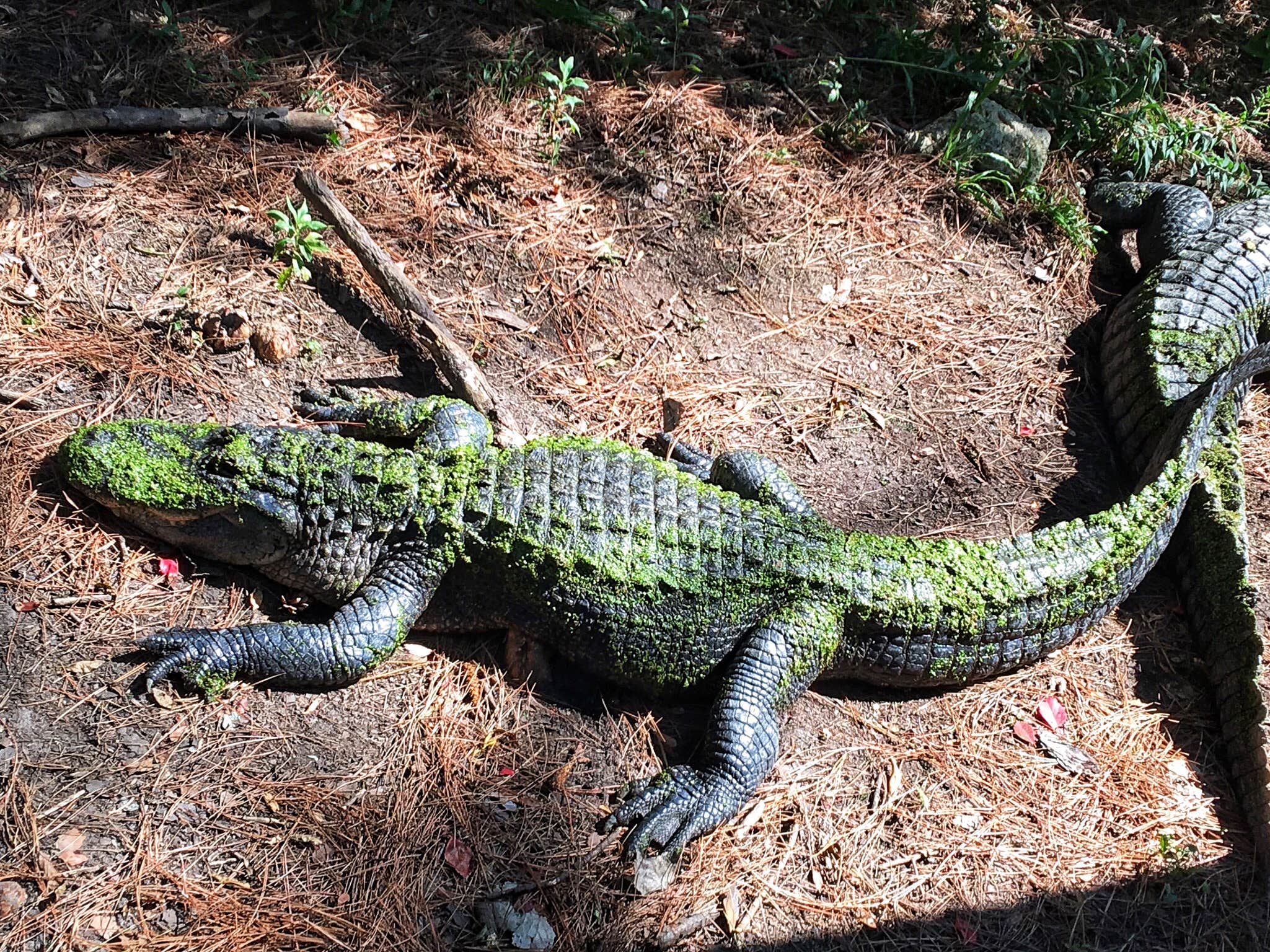 Nice alligator exhibit