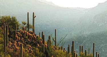 Saguaro National Park Wilderness Permits