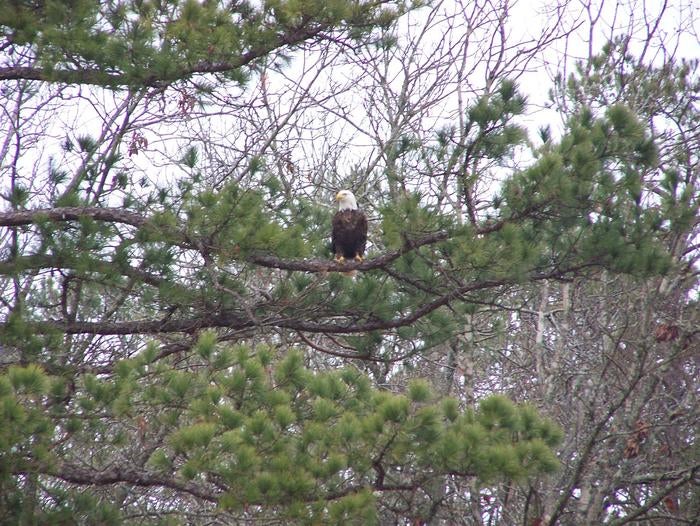 Bald Eagle at Lake Cumberland



Credit: Matthews/ Corps of Engineers