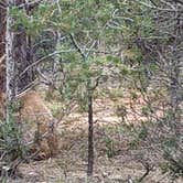 Review photo of Mather Campground — Grand Canyon National Park by Colette K., August 25, 2017