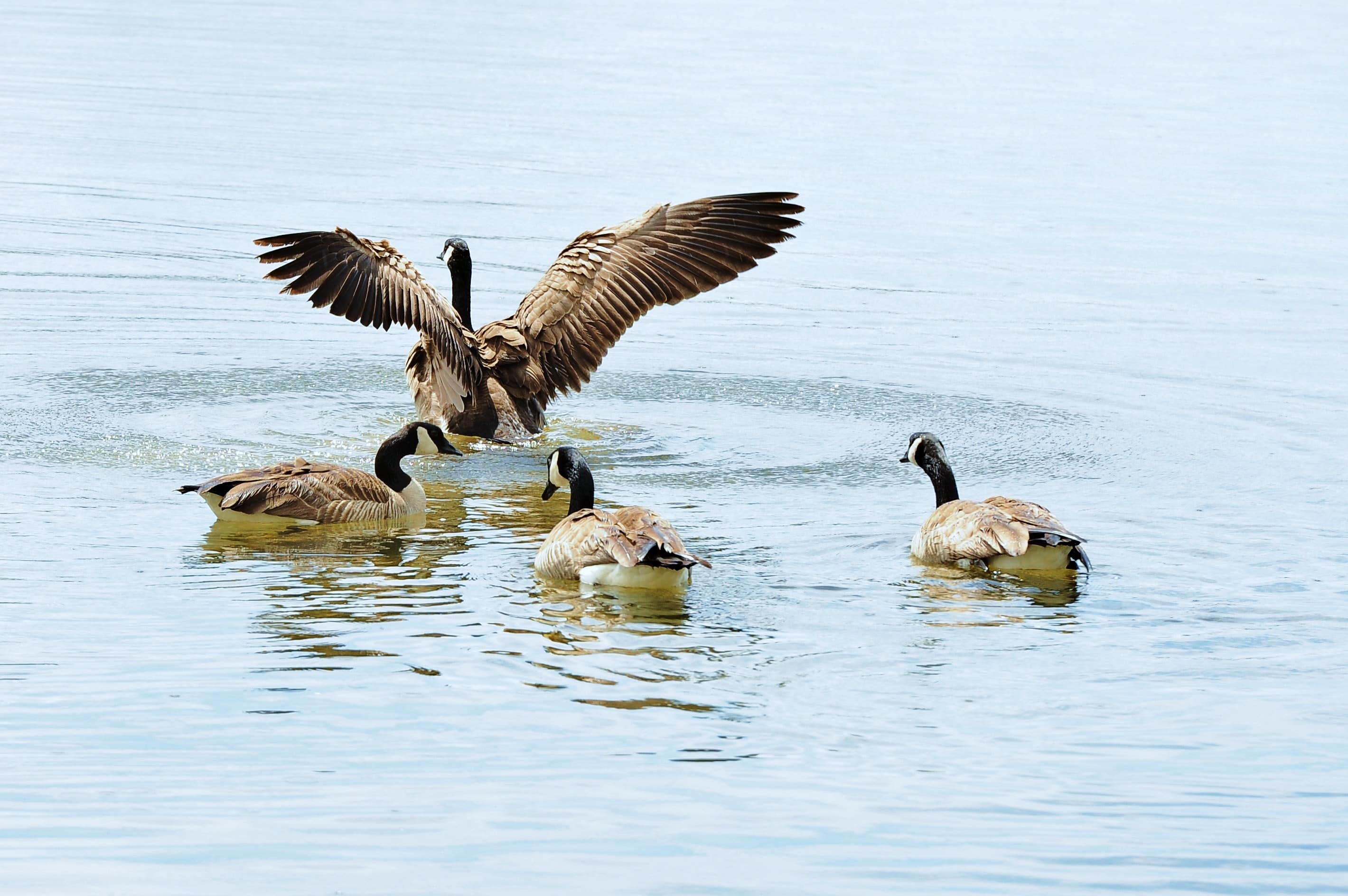 Camper-submitted photo at Collins Lake Recreation Area near Colfax, CA