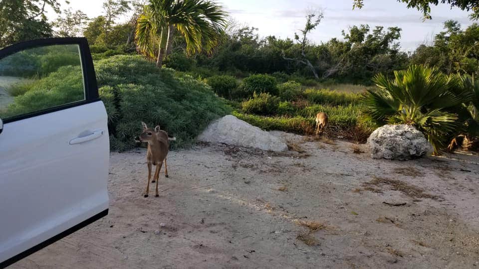 Camper submitted image from Big Pine Key RV Park - 5