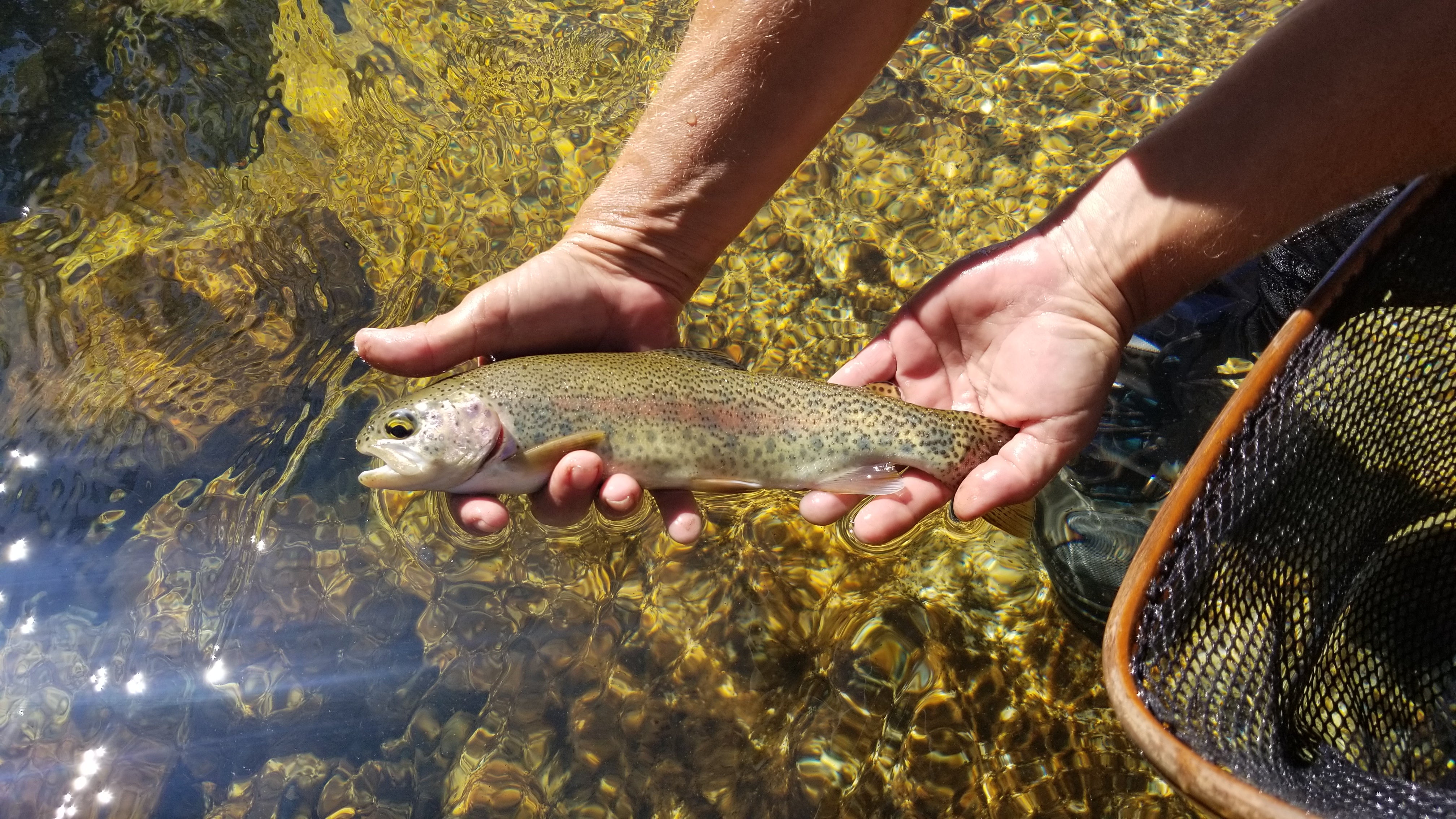 Rainbow trout caught near campsites