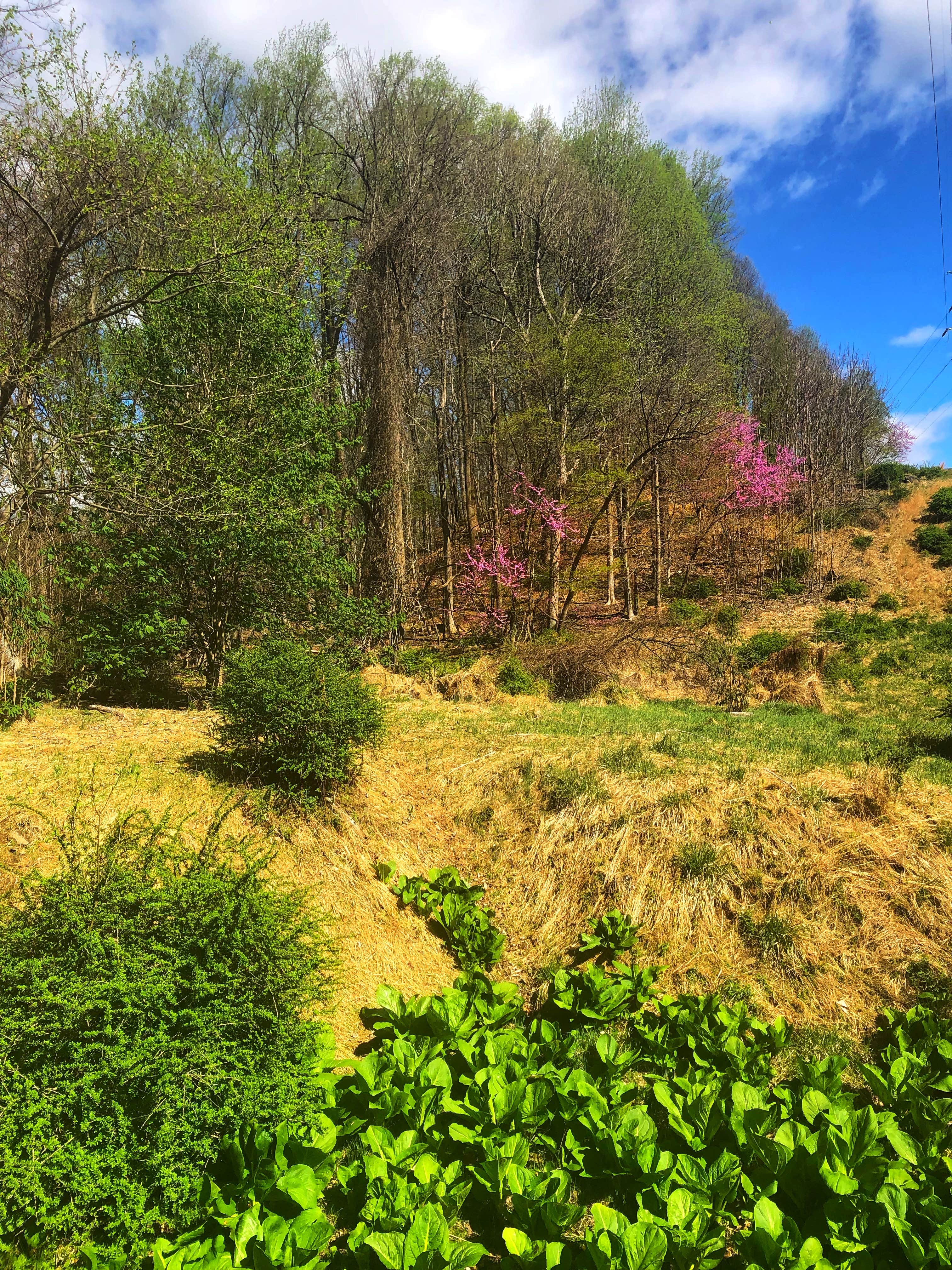 Camper-submitted photo at Hollofield Area Campground near Long Green, MD