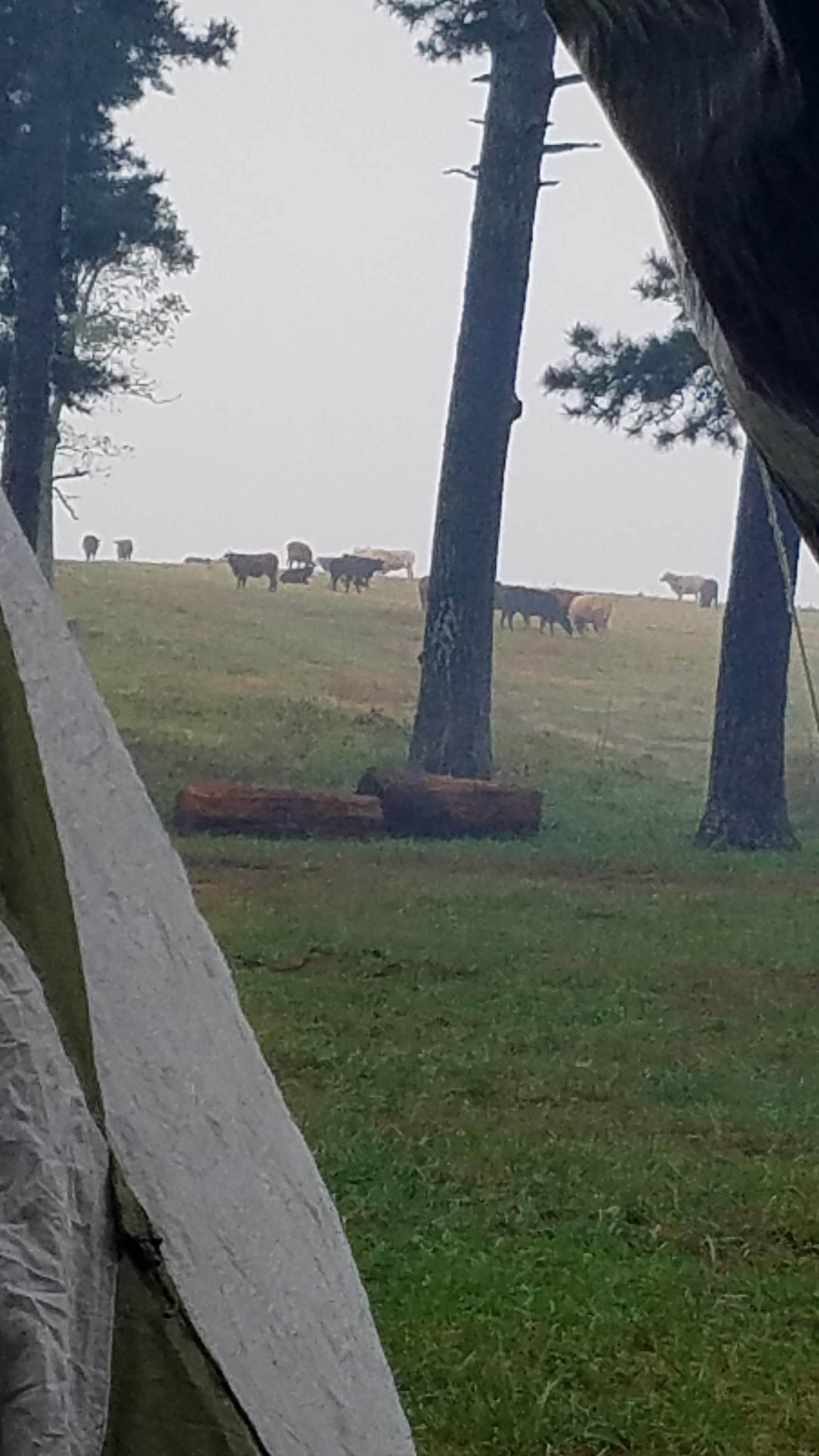 Camper-submitted photo at Wilderness Rider Buffalo Ranch and Adventure Park near Everton, AR