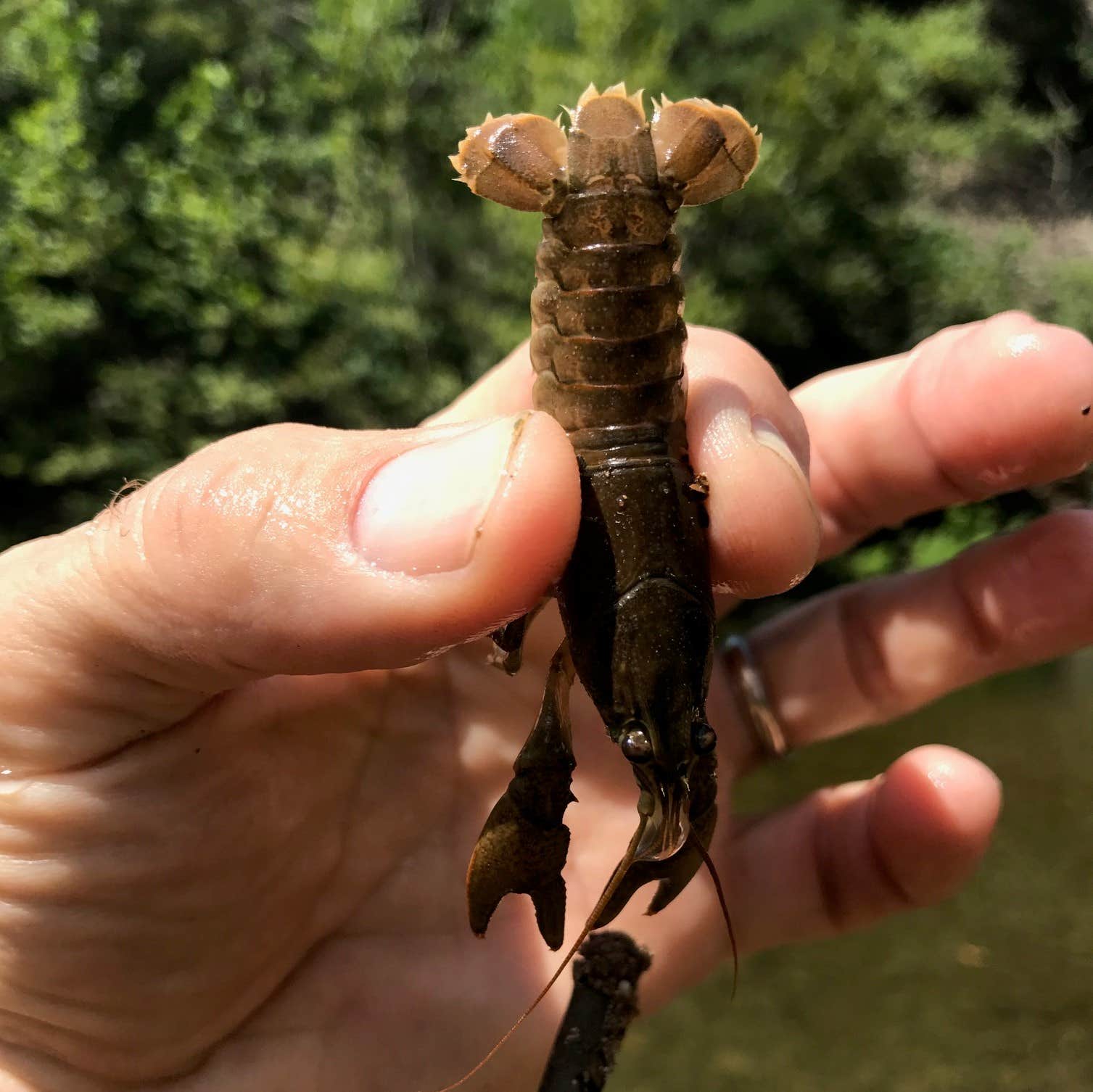 Camper-submitted photo at Big Bend Campground near Seneca Rocks, WV