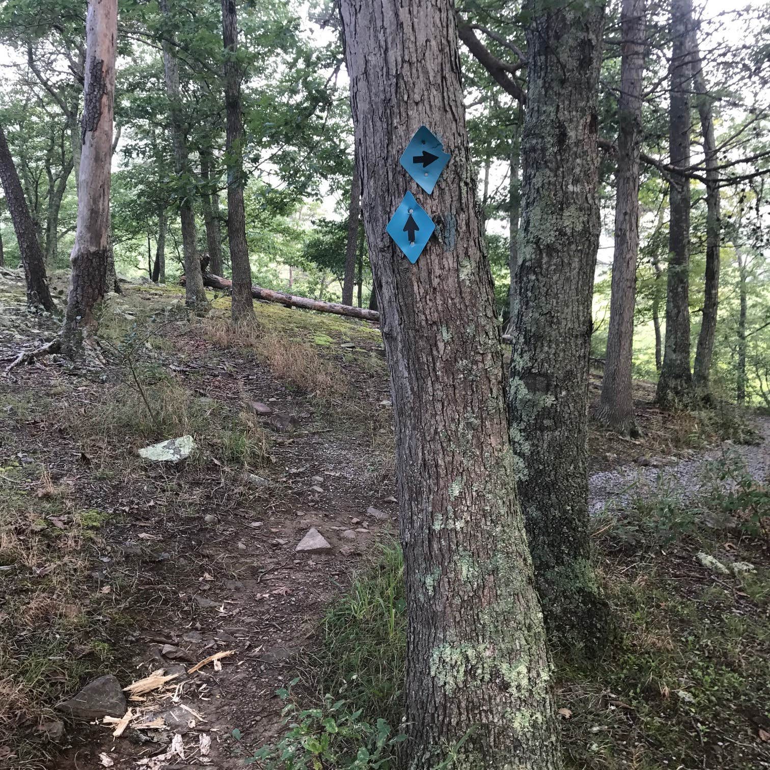 Camper submitted image from Big Bend Campground - 1