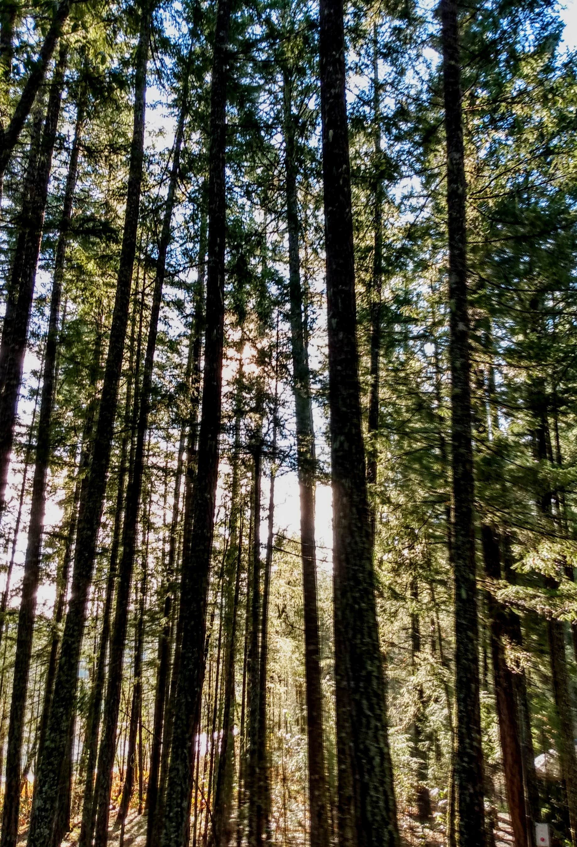 Camper-submitted photo at Lake Selmac County Park near O'Brien, OR
