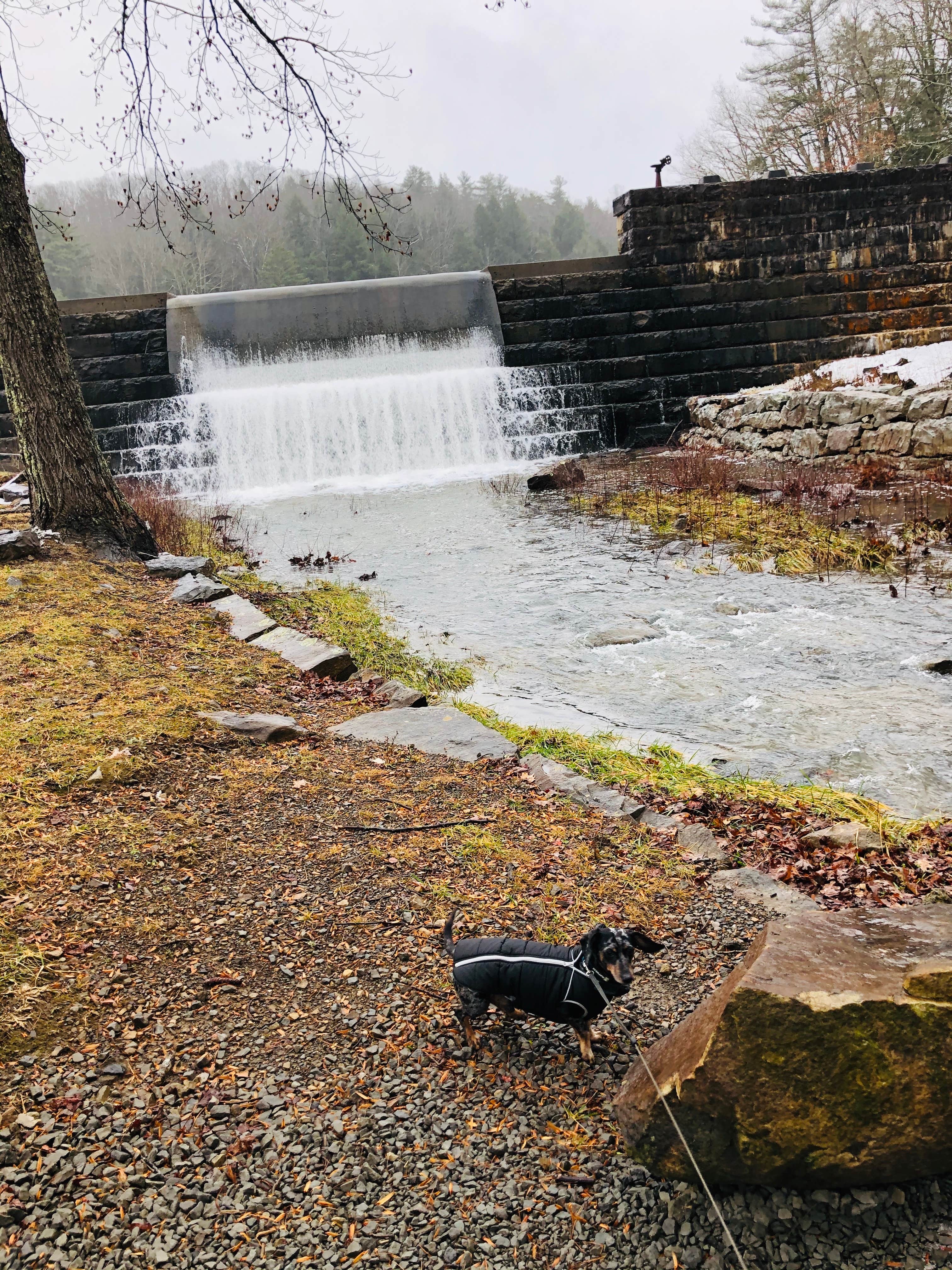 Shelly S.'s photo of camping with pets at Little Beaver State Park Campground near New River Gorge National River