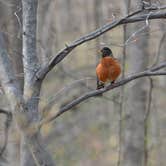 Review photo of Turkey Run State Park Campground — Turkey Run State Park by Lee D., December 17, 2019