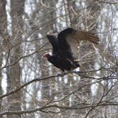 Review photo of Turkey Run State Park Campground — Turkey Run State Park by Lee D., December 17, 2019