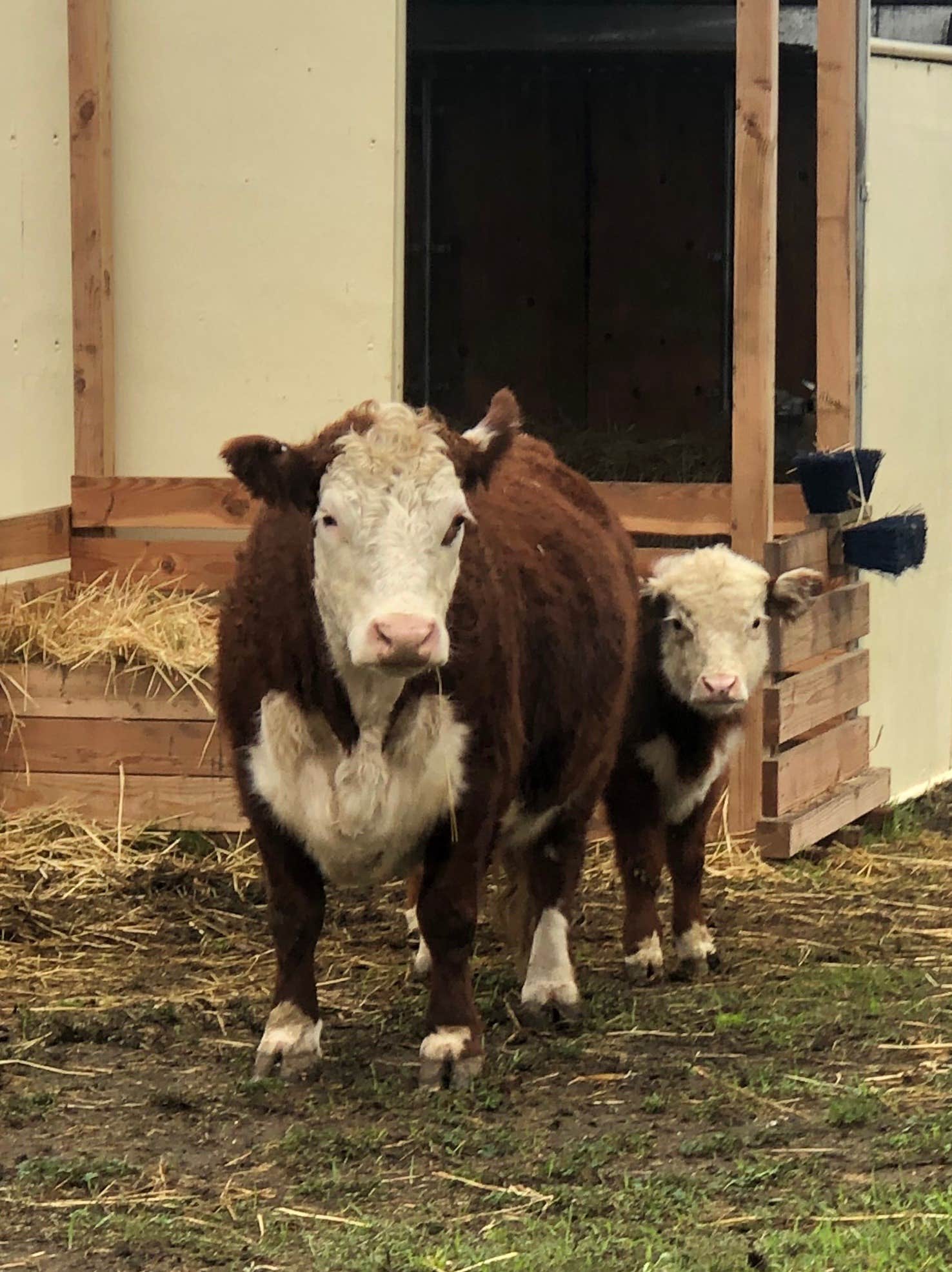 Camper-submitted photo at The Meadows of Isleton near Walnut Grove, CA