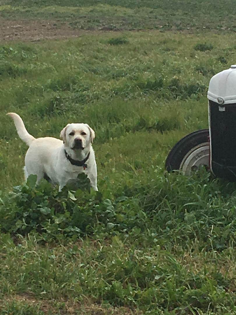 Camper-submitted photo at The Meadows of Isleton near Walnut Grove, CA