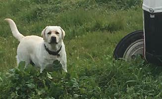 Terri C.'s photo of camping with pets at The Meadows of Isleton near Vacaville, CA