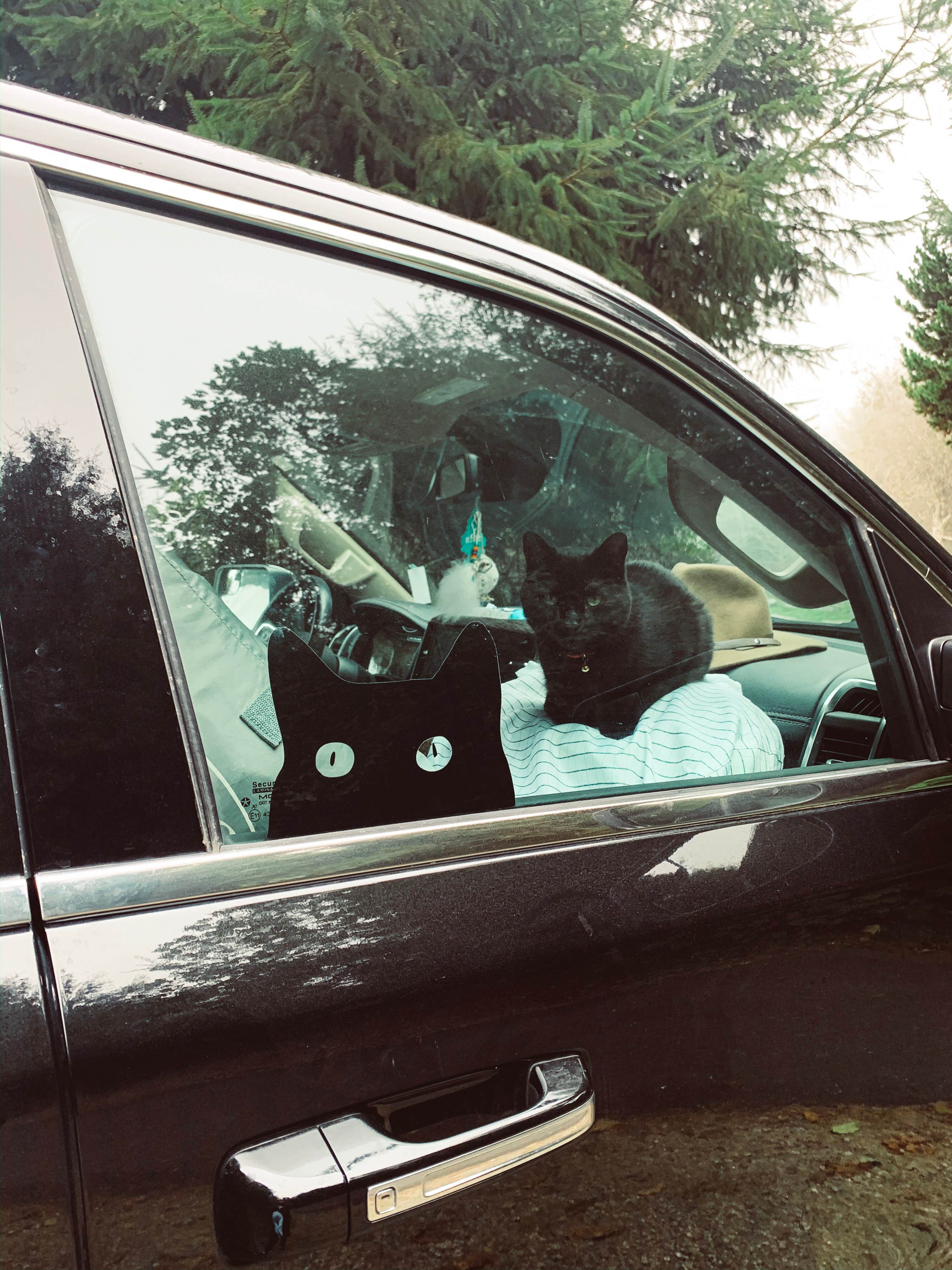 Chanel C.'s photo of camping with pets at Agate Campground — Sue-meg State Park near Trinidad, CA