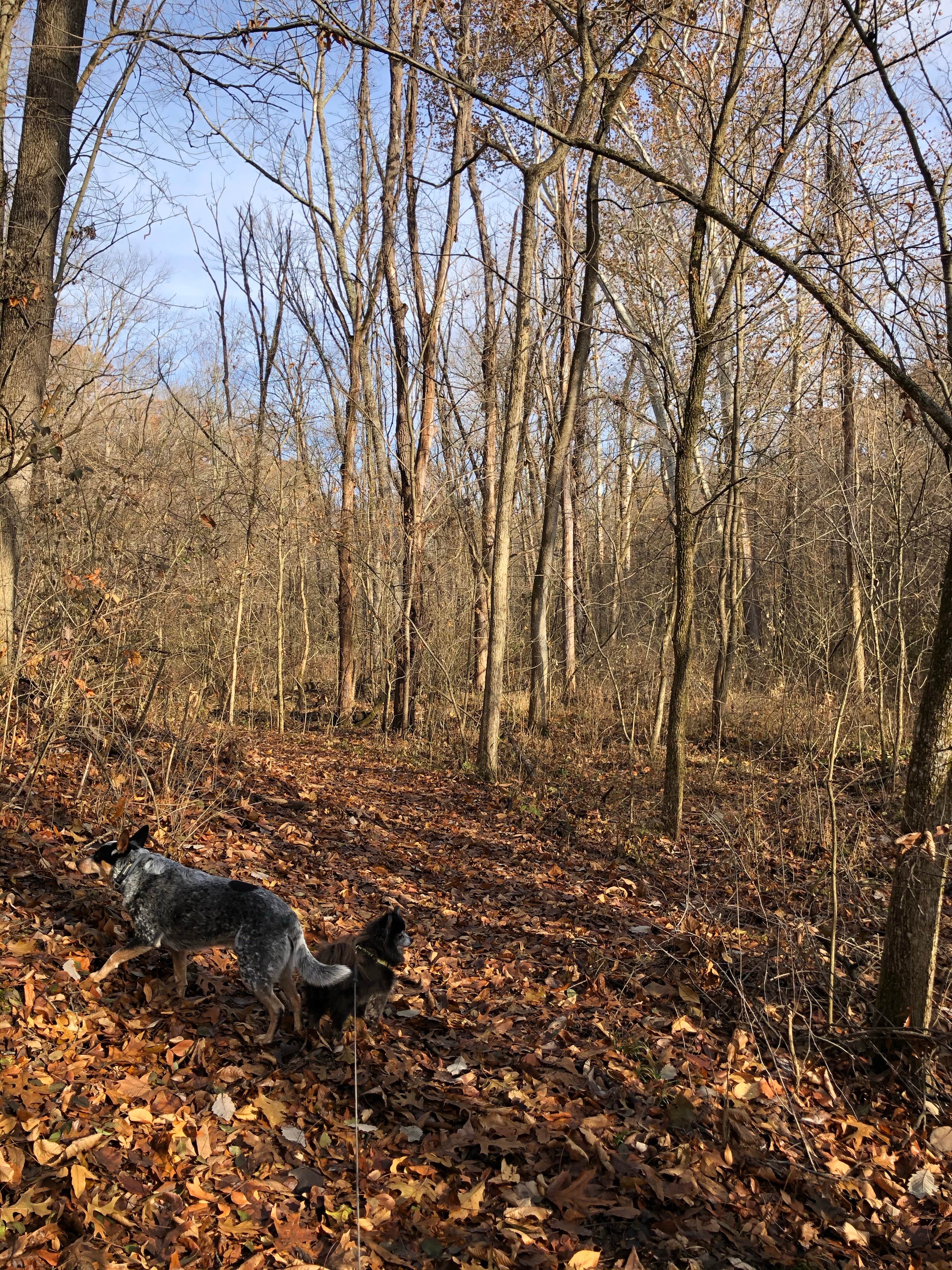 Camper submitted image from Plainview Campground — Lincoln Trail State Park - 5