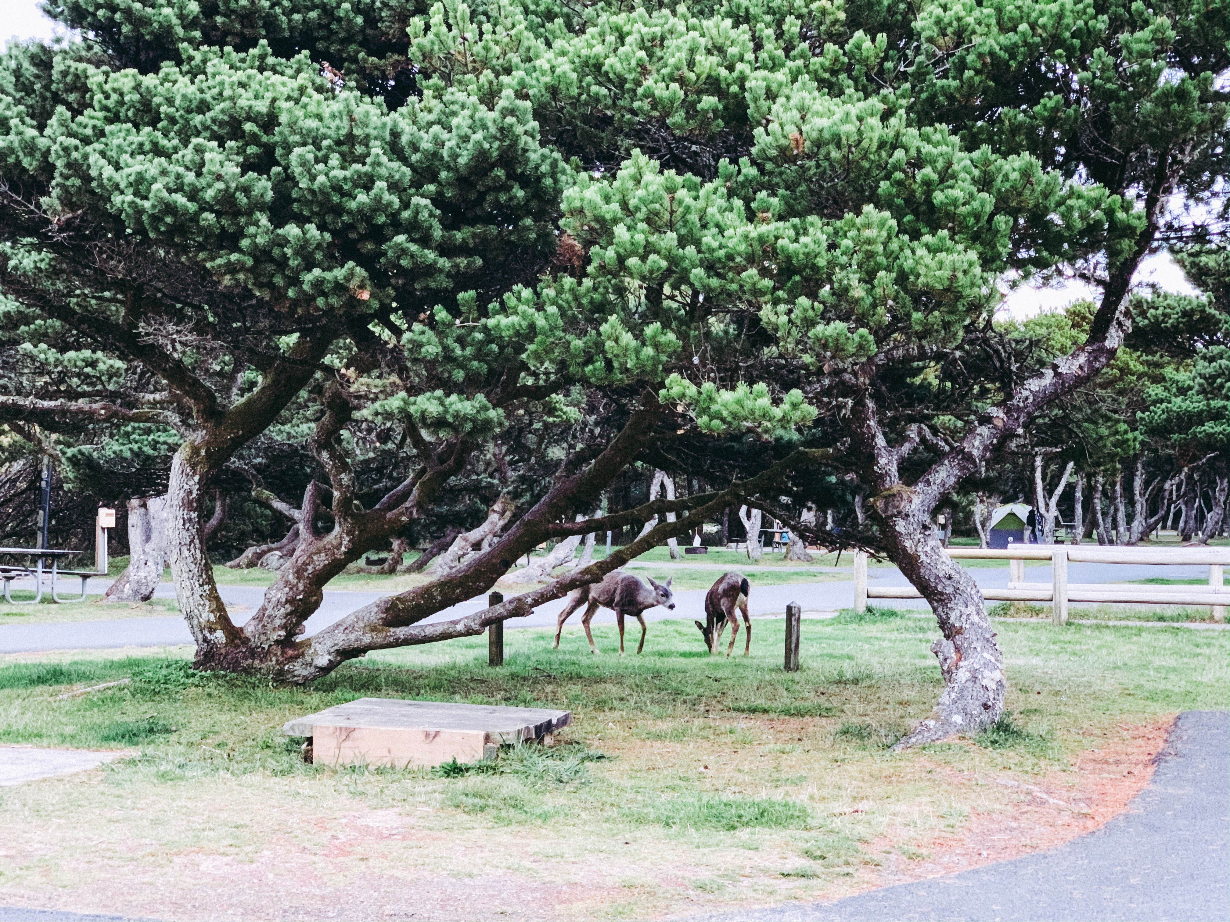 Chanel C.'s photo of camping with a horse at Nehalem Bay State Park Campground near Willamina, OR
