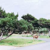 Review photo of Nehalem Bay State Park Campground by Chanel C., December 17, 2019